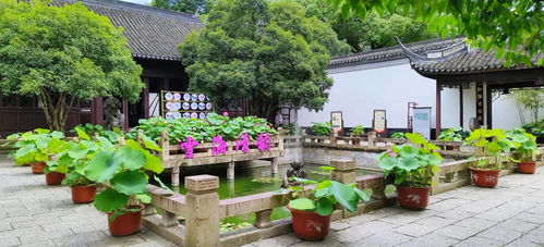 一步一景,在江南园林中近距离感受荷莲雅韵,上海荷花睡莲展推出多重福利