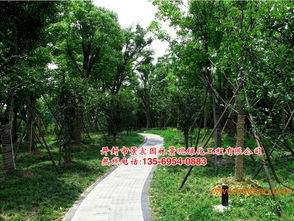 哪里能买到抢手的五色草造型 五色草造型设计,哪里能买到抢手的五色草造型 五色草造型设计生产厂家,哪里能买到抢手的五色草造型 五色草造型设计价格