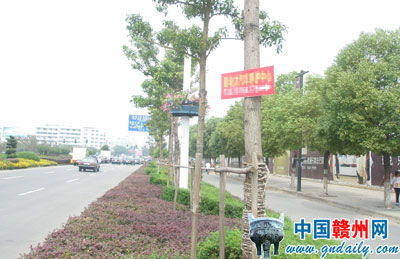 定鼎园林_园林设计,景观设计,园林施工,园林植物,景观图纸,效果图,景观图片_定鼎园林