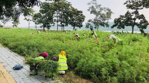 换新貌 望儿山大街输油管线树木移栽及景观恢复工程全部完工